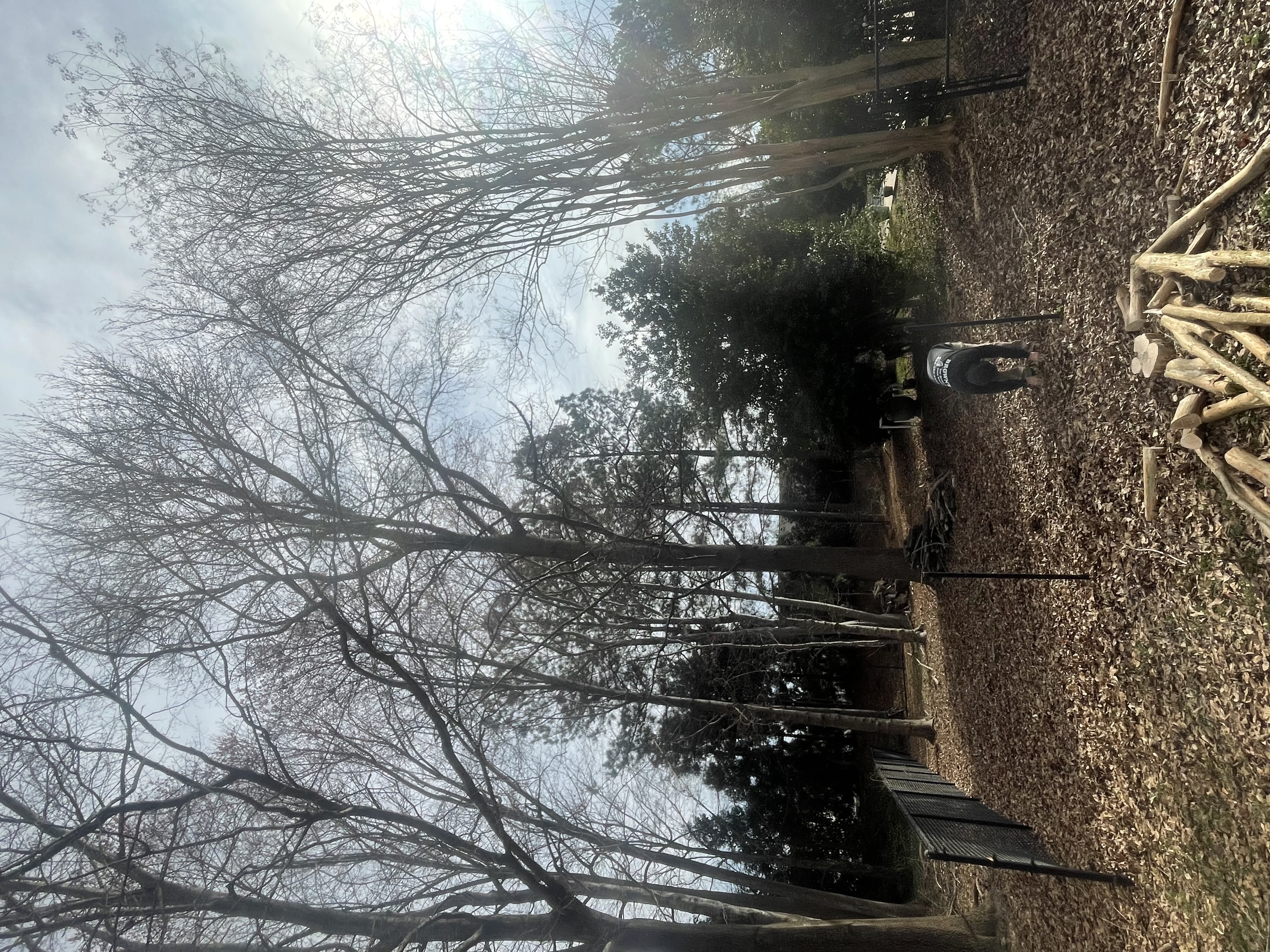 Tree Removal 1