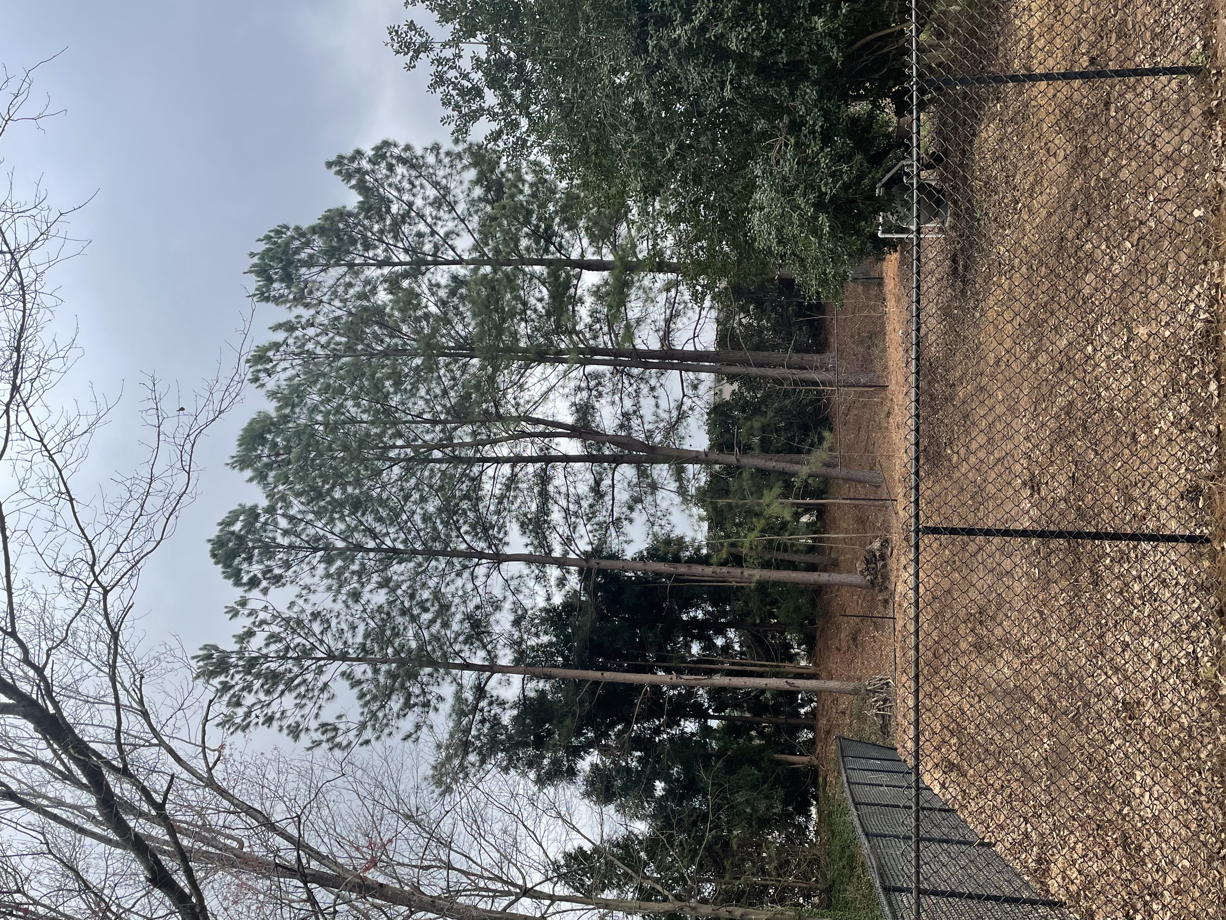 Tree Removal 2